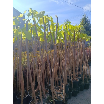 CATALPA KATALPA NA PNIU SZCZEPIONA AURENA -ŻÓŁTA - sadzonki 160 / 180 cm
